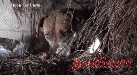 Собака провожала поцелуем каждого щенка, которого забирали люди Бездомная сука питбуля, которую позже назовут Радугой, никогда не стремилась к людям. Жизнь на улице научила её быть острожной и недоверчивой, но случилось то, чего умное животное предвидеть не могло. Через 48 часов после рождения её щенят на Калифорнию обрушился шторм с рекордными дождями...