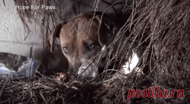 Собака провожала поцелуем каждого щенка, которого забирали люди Бездомная сука питбуля, которую позже назовут Радугой, никогда не стремилась к людям. Жизнь на улице научила её быть острожной и недоверчивой, но случилось то, чего умное животное предвидеть не могло. Через 48 часов после рождения её щенят на Калифорнию обрушился шторм с рекордными дождями...