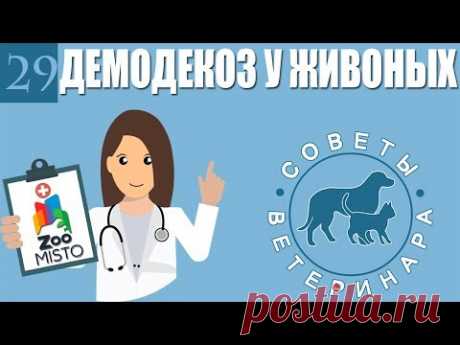 Демодекоз или подкожный клещь у животных | Что такое демодекоз ? | Советы Ветеринара