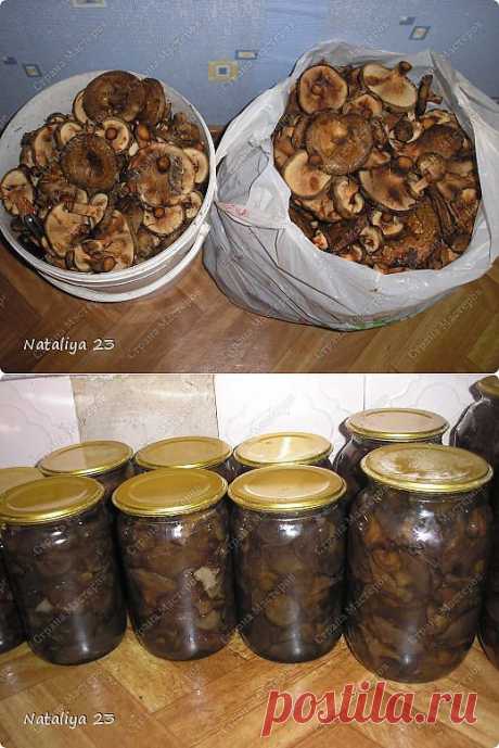 Маринованные свинушки