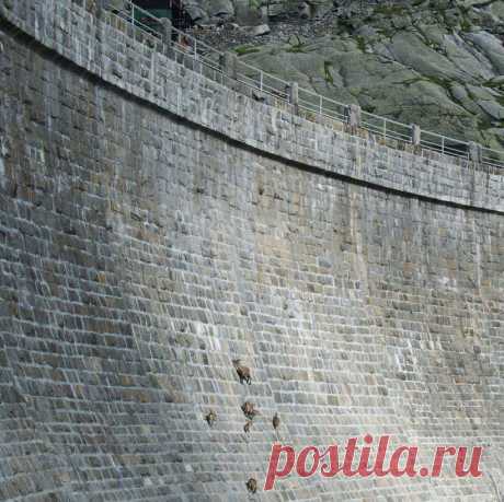 18 сумасшедших фотографий горных козлов, которые не боятся высоты