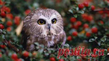 природа, животные, детеныши животных, сова, глубина резкости, листья :: Обои