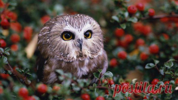 природа, животные, детеныши животных, сова, глубина резкости, листья :: Обои