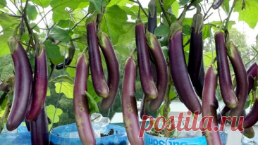 Имея всего несколько пластиковых бутылок и никакого сада, собирайте баклажаны круглый год! | Садовый Друг | Дзен