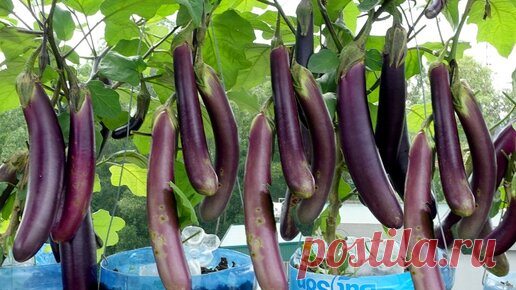 Имея всего несколько пластиковых бутылок и никакого сада, собирайте баклажаны круглый год! | Садовый Друг | Дзен