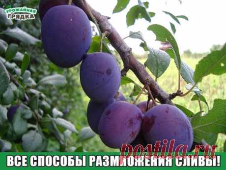Все способы размножения сливы!
Если на соседнем участке растет слива и вам она понравилась,то ее можно вырастить самим, потому что слива хорошо размножается.
Надо узнать у вашего соседа, слива у него корнеспособная или привитая. Если привитая, попросите веточку, а если корнеспособная ,попросите отпрыски, через два года у вас будет на участке точно такая же слива.
Самый легкий способ размножения сливы, это если она корнеспособная. Сливу можно размножать тремя способами: зелеными черенками, корн