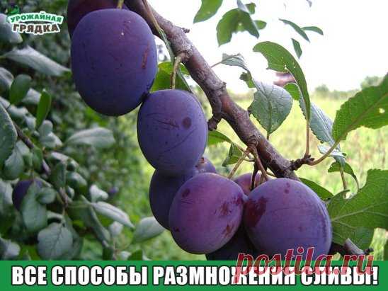 Все способы размножения сливы!
Если на соседнем участке растет слива и вам она понравилась,то ее можно вырастить самим, потому что слива хорошо размножается.
Надо узнать у вашего соседа, слива у него корнеспособная или привитая. Если привитая, попросите веточку, а если корнеспособная ,попросите отпрыски, через два года у вас будет на участке точно такая же слива.
Самый легкий способ размножения сливы, это если она корнеспособная. Сливу можно размножать тремя способами: зелеными черенками, корн