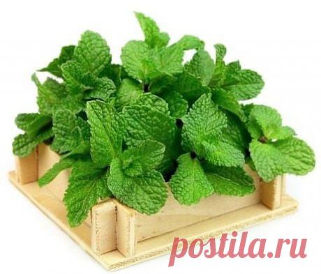 НАРОДНАЯ МЕДИЦИНА ПРОТИВ НАСМОРКА.