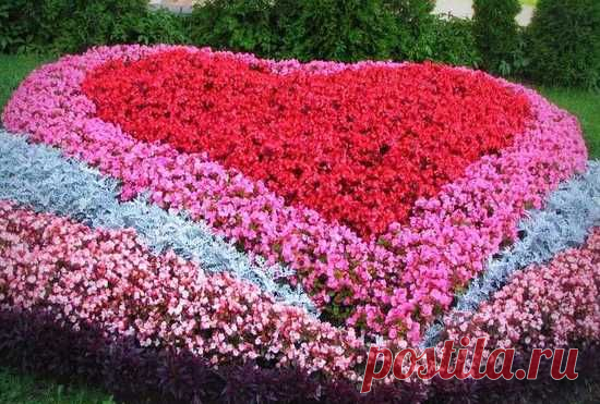 Сочетаемость и правильный выбор цветущих растений ~ Декоративные цветы и кустарники