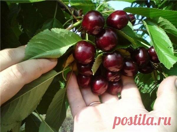 Выбирайте для посадки самые морозостойкие и урожайные сорта черешни | В моём саду | Яндекс Дзен