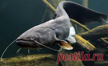 Несколько видов популярной рыбы, которую нельзя есть вообще  Самый большой процент пищевых отравлений связан с потреблением морепродуктов. Меняется экология, многие морские продукты накапливают в себе токсичные