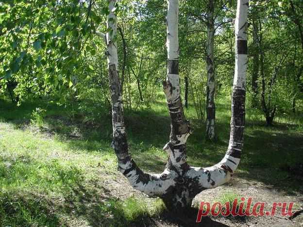 Трезубец.