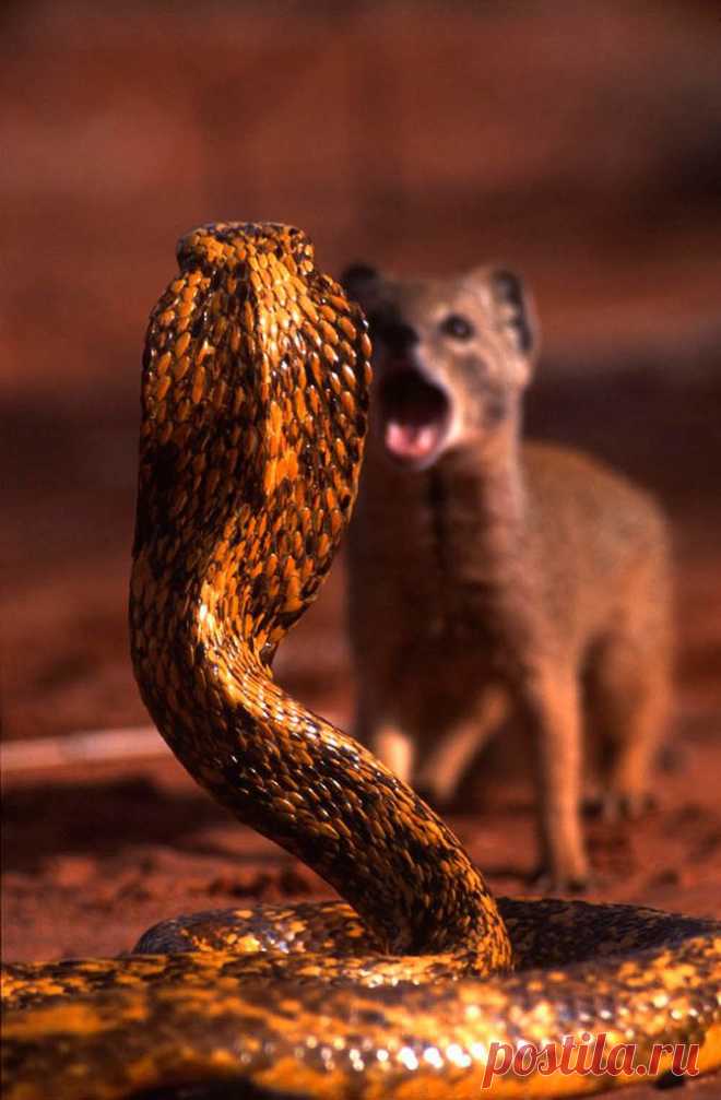 All sizes | Cobra 16 | Flickr - Photo Sharing!