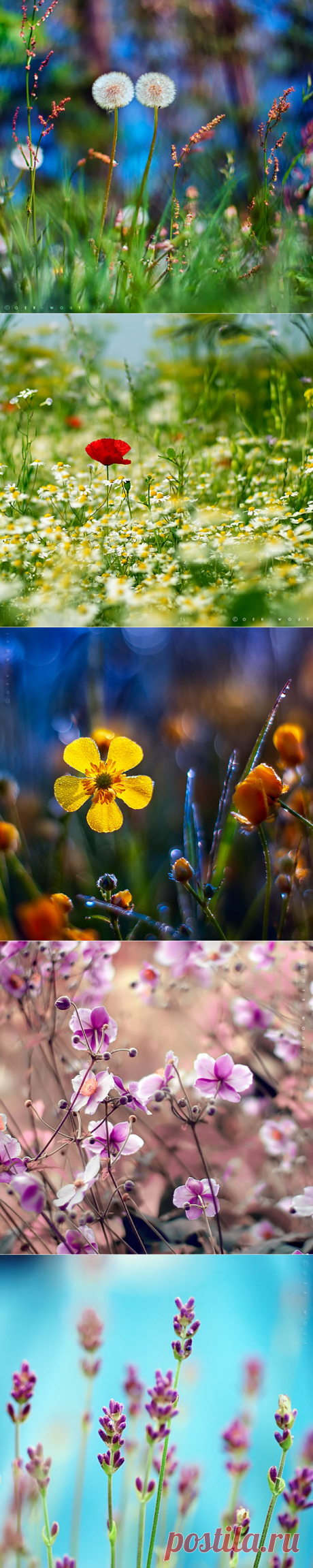 Flower LOVE от фотографа Oer-Wout