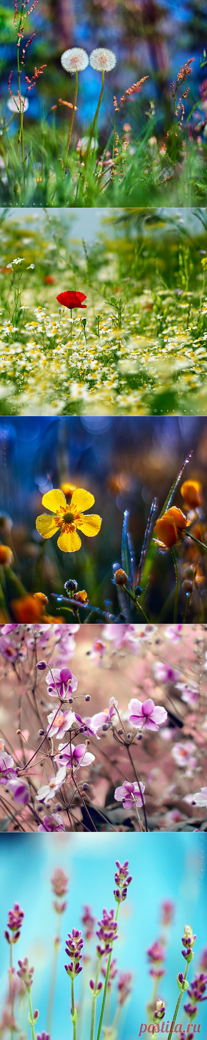 Flower LOVE от фотографа Oer-Wout