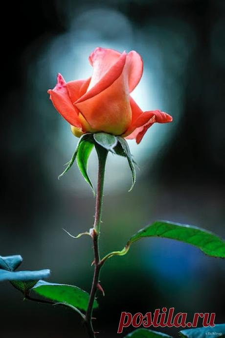 ROSE GARDEN�� ��������� Google+