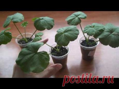 Позднее укоренение черенков пеларгонии. Выводы