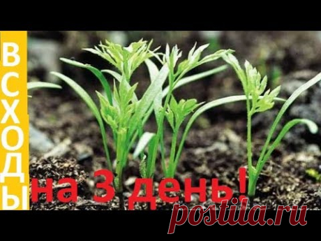 Как посеять МОРКОВЬ и получить ВСХОДЫ на 3 день!!!
