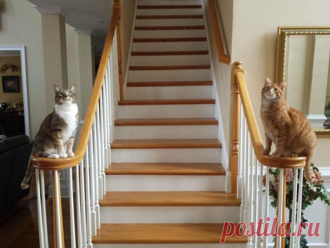 Эти очаровательные котики поднимут вам настроение!