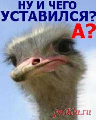 злой страус