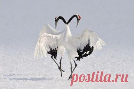 Танец журавлей. Невероятная красота...