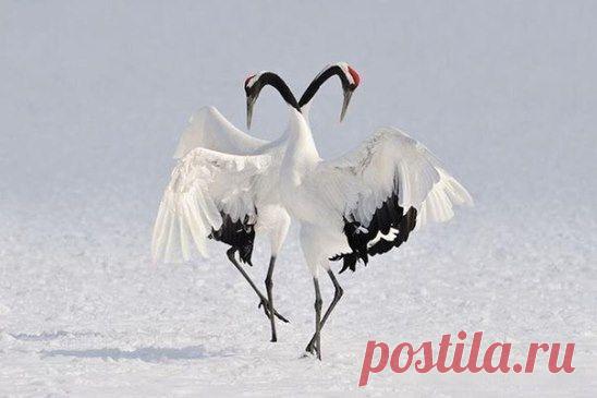 Танец журавлей. Невероятная красота...