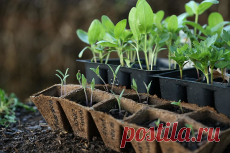 Рассада и йод🌱🌱🌱 | OK.RU