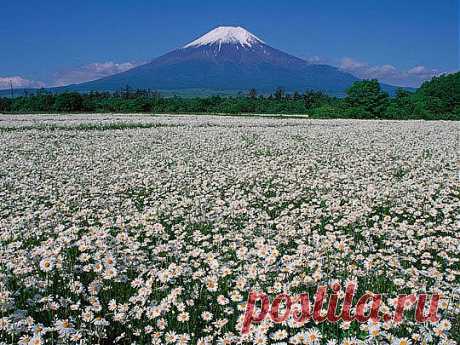 РОМАШКОВОЕ ПОЛЕ