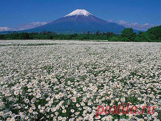 РОМАШКОВОЕ ПОЛЕ