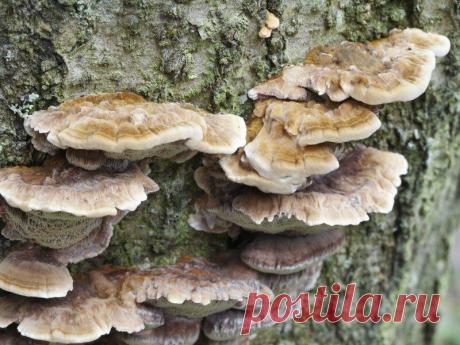 Разновидности гриба-трутовика
Грибы этой разновидности можно встретить довольно редко. Как правило, они присутствуют на...
Читай дальше на сайте. Жми подробнее ➡