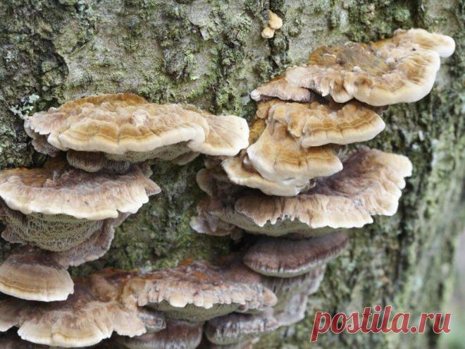 Разновидности гриба-трутовика
Грибы этой разновидности можно встретить довольно редко. Как правило, они присутствуют на...
Читай дальше на сайте. Жми подробнее ➡