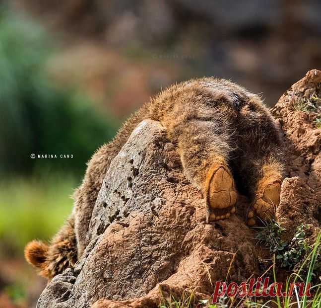 Самые красивыефотографии диких животных, которые мы когда- либо видели. / Bubr. ru