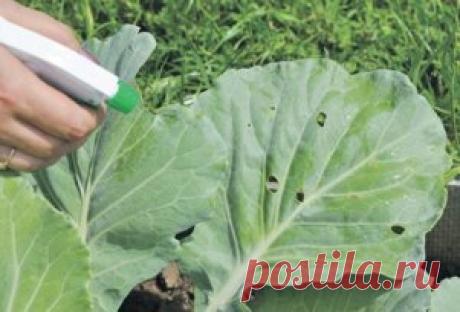 Йод для капусты 
В ведро воды добавить 40 капель йода. Когда начнет формироваться кочан, поливать капусту под растение по 1 литру. 
Йод для кабачков 
Если молодые завязи кабачков начинают загнивать, это значит в почве не хватает йода, нужно им полить кусты. 10 мл йода на 10 литров воды. 
Йод для деревьев 
Опрыскивать по крайней мере, за месяц до уборки урожая (10 мл 5% йода на 10 л воды, повторить через три дня). От плодовых гнилей 
Йод для томатов, перца, баклажанов 
Опрыскивание 10 мл й