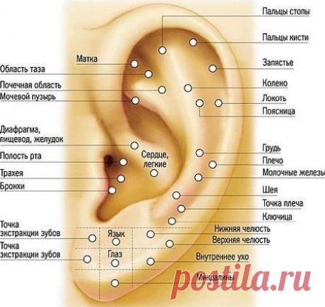 Массаж ушей. Биологически активные точки на ухе