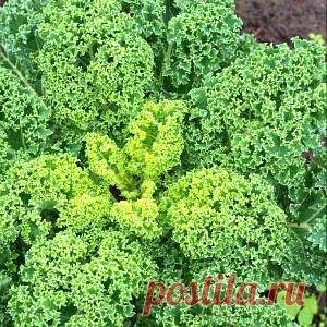 Усадьба | Огородник : Листовая капуста – секреты хорошего урожая