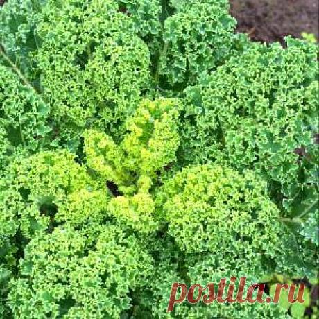 Усадьба | Огородник : Листовая капуста – секреты хорошего урожая