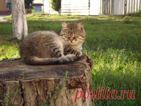 Кошки каждый день – 13 августа 🐈 

Дома мыши, говорите, бегают? Крысы бегают? Ну и при чем здесь я? Это к дождю.

Действительно, на этот день, 13 августа, есть такая народная примета. Если в вашем доме или во дворе мыши и крысы стали бегать слишком уж резво, значит, скоро будет дождь.

А кот что? Ему перед дождем, не бегать, а спать хочется...