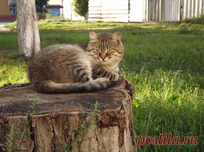 Кошки каждый день – 13 августа 🐈 

Дома мыши, говорите, бегают? Крысы бегают? Ну и при чем здесь я? Это к дождю.

Действительно, на этот день, 13 августа, есть такая народная примета. Если в вашем доме или во дворе мыши и крысы стали бегать слишком уж резво, значит, скоро будет дождь.

А кот что? Ему перед дождем, не бегать, а спать хочется...