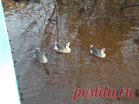 Гуси.