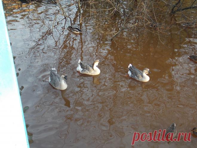 Гуси.