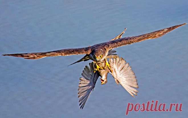 Птица поймана перепелятником
