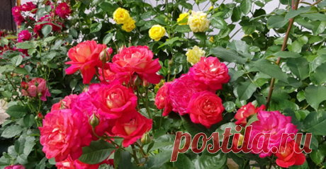 (12) Facebook