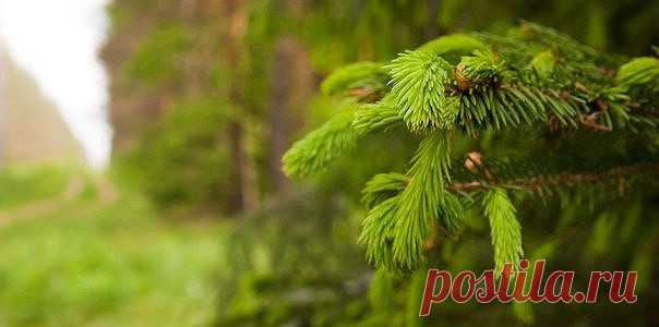 Эликсир молодости профессора Ефимова
Ингредиенты:

горсть молодых побегов сосны;
2 л воды;
2 ст. л. шелухи лука;
1 ч. л. лакричного корня (корня солодки);
2 ст. л. плодов шиповника.