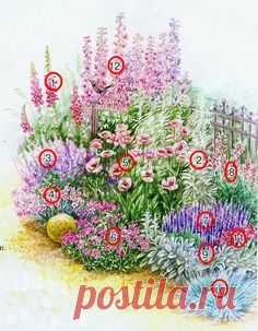 1. Наперстянка пурпурная — Diditalis purpurena 2. Полынь Людовика — Artemisia ludoviciana. 3. Котовник Мусина — Nepeta mussinii. 4. Гвоздика — травянка — Dianthus deltoides.. 5. Мак восточный — Papaver orientale. 6. Герань великолепная — Geranium x magnificum. 7. Шалфей лекарственный — Salvia officinalis. 8. Ясенец кавказский — Dictamnus caucasicus. 9. Чистец шерстистый — Stachys lanata. 10. Овсяница сизая — Festuca glauga. 11. Гвоздика китайская — Dianthus chinensis var. heddewigii. 12. Дельфин