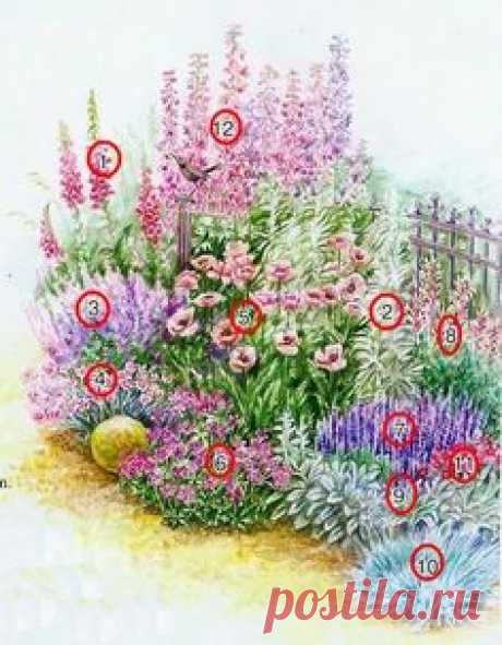1. Наперстянка пурпурная — Diditalis purpurena 2. Полынь Людовика — Artemisia ludoviciana. 3. Котовник Мусина — Nepeta mussinii. 4. Гвоздика — травянка — Dianthus deltoides.. 5. Мак восточный — Papaver orientale. 6. Герань великолепная — Geranium x magnificum. 7. Шалфей лекарственный — Salvia officinalis. 8. Ясенец кавказский — Dictamnus caucasicus. 9. Чистец шерстистый — Stachys lanata. 10. Овсяница сизая — Festuca glauga. 11. Гвоздика китайская — Dianthus chinensis var. heddewigii. 12. Дельфин