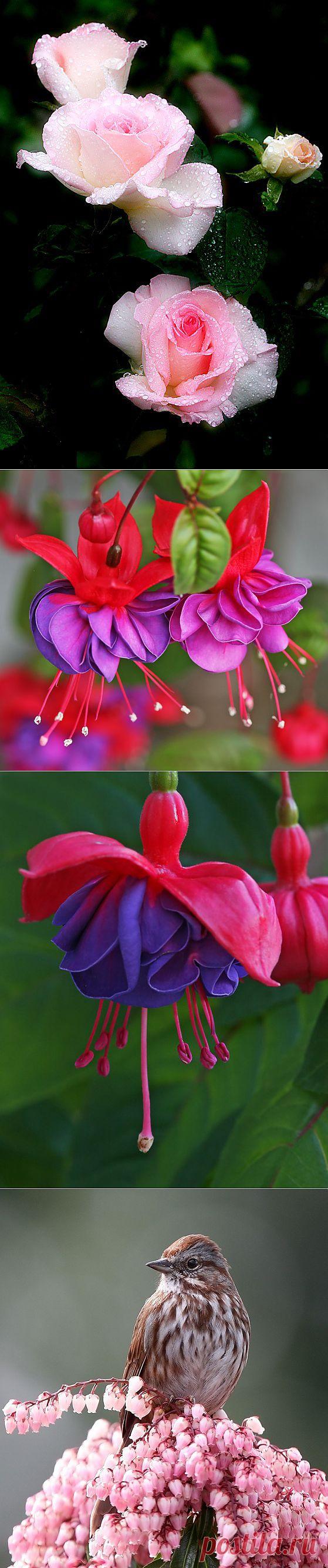 Janine Russell. Прекрасные фотографии.