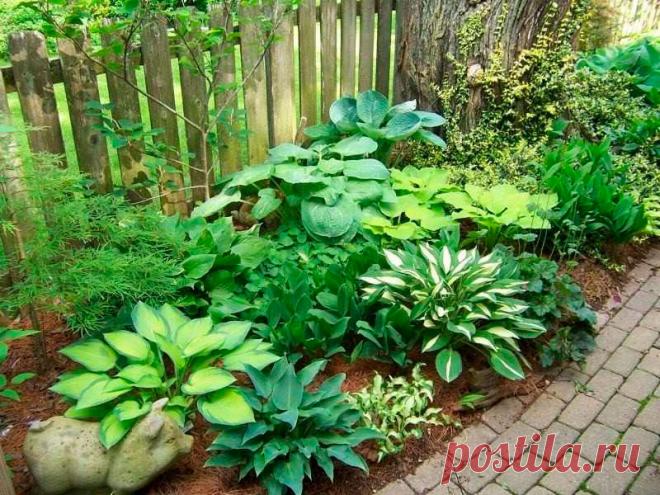 Многолетний садовый цветок Хоста (Hosta). Декоративный травянистый многолетник высотой до 40-50 см с укороченным корневищем, густой розеткой листьев и изящными соцветиями колокольчатых, трубковидных или воронковидных цветков. Цветет в июне - июле.

Основные виды.
Х.волнистая (H.undulata) - высотой 25-30 см; листья продолговато-яйцевидные, сильно волнистые, с белыми пятнами; цветонос 50-80 см высотой, цветки воронковидно-колокольчатые, светло-фиолетовые, длиной до 5 см.