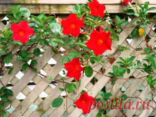 Растения для украшения рабаток, стен и заборов | 6 соток