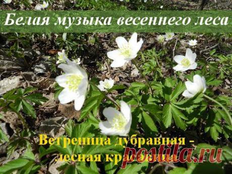 Звуки природы. Весна. Медитация на цветы видео - YouTube