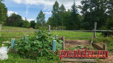 &quot;Лианы&quot; для ленивых: кустовые огурцы